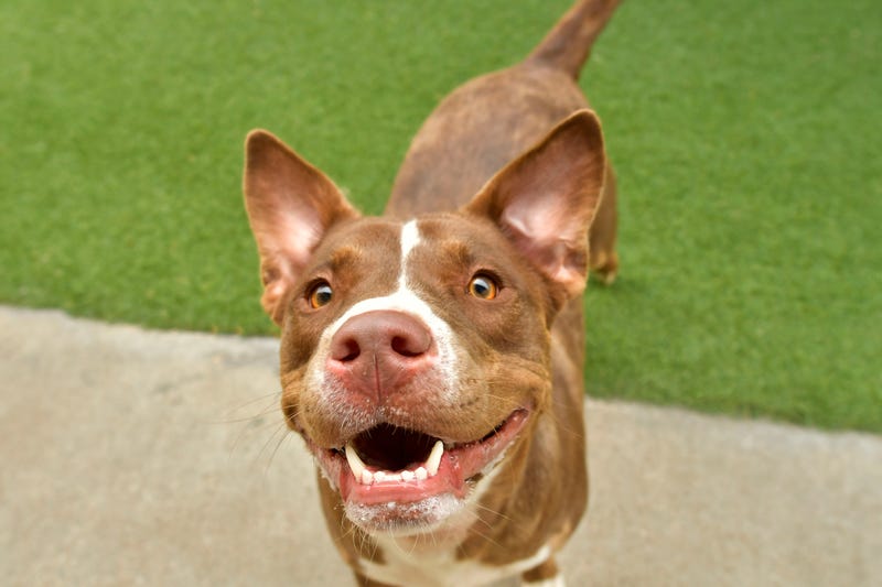 Remington #A1157386