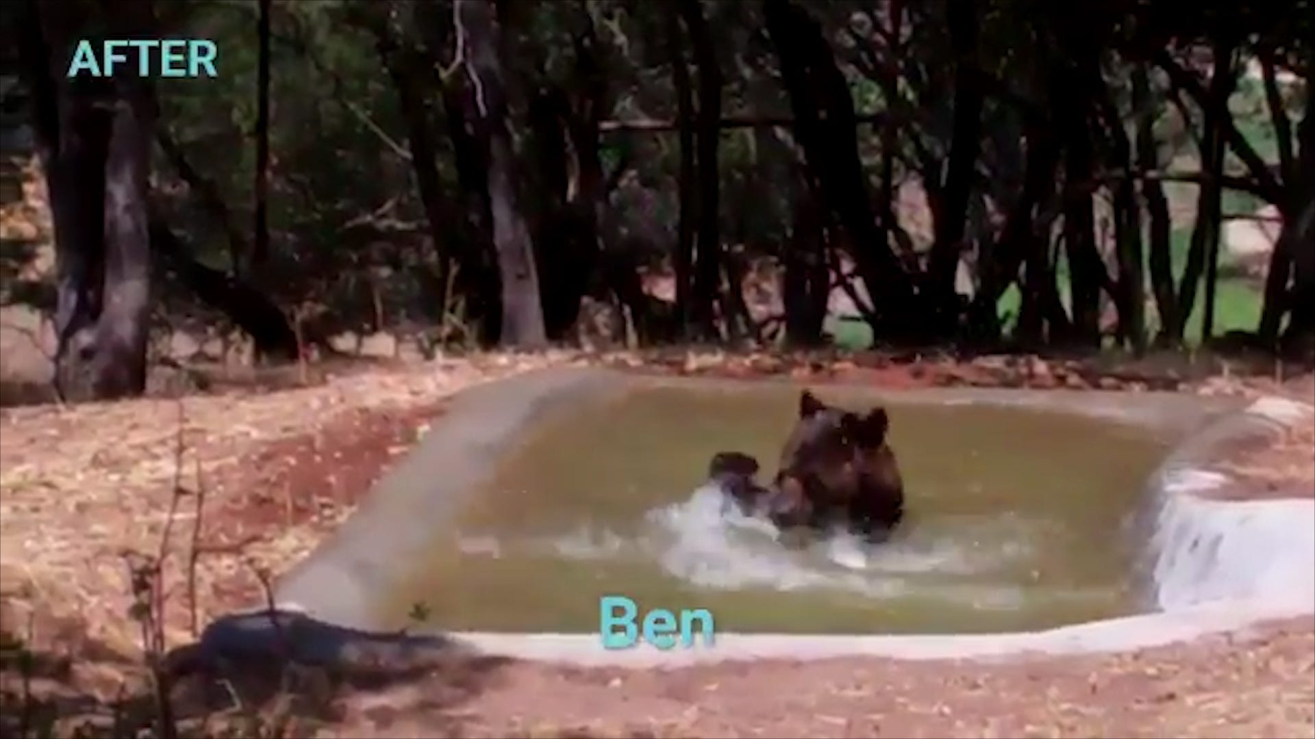 Bears Rescued From Zoo Kennels Move To Wildlife Sanctuaries