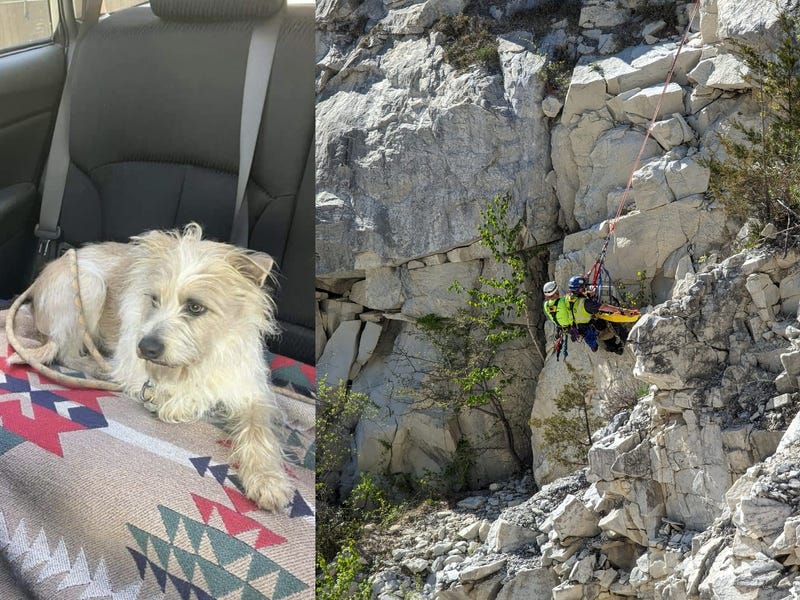 Rippy, a terrier-mix, was rescued on Tuesday after falling down a 50 foot cliff in a Connecticut quarry.