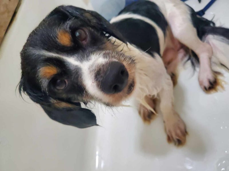 Dog rescued from home in Fayette County