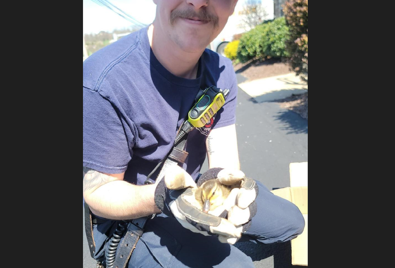 Rescued Ducks in South Strabane