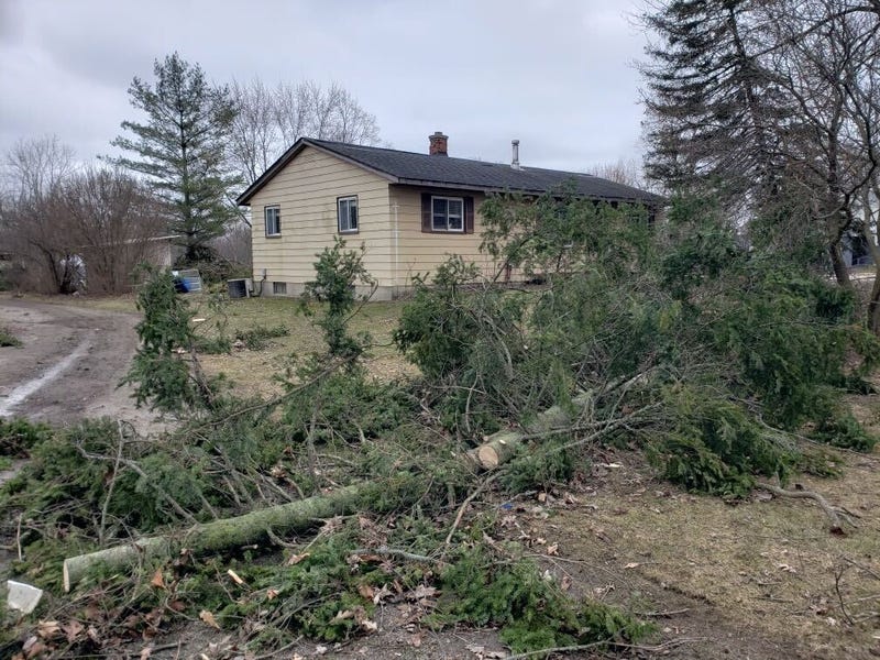 Pine tree knocked down by Grand Blanc tornado