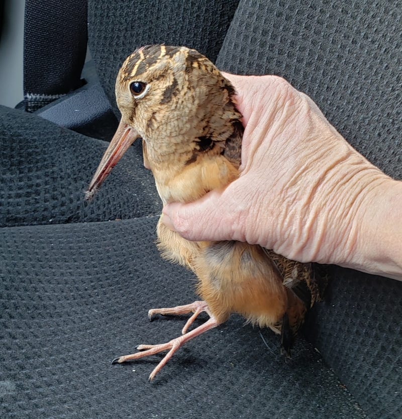 Bird rescued