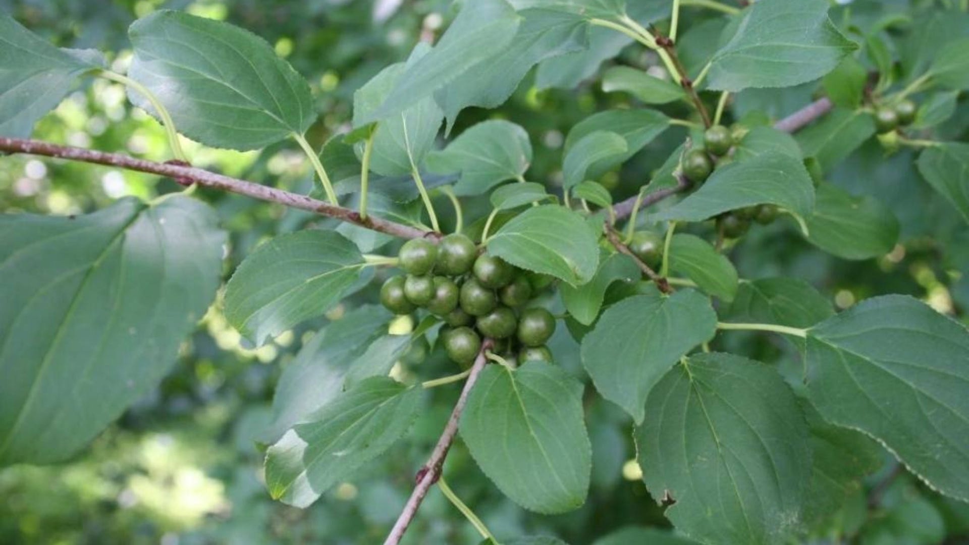 Morton Arboretum calls for help eradicating invasive trees