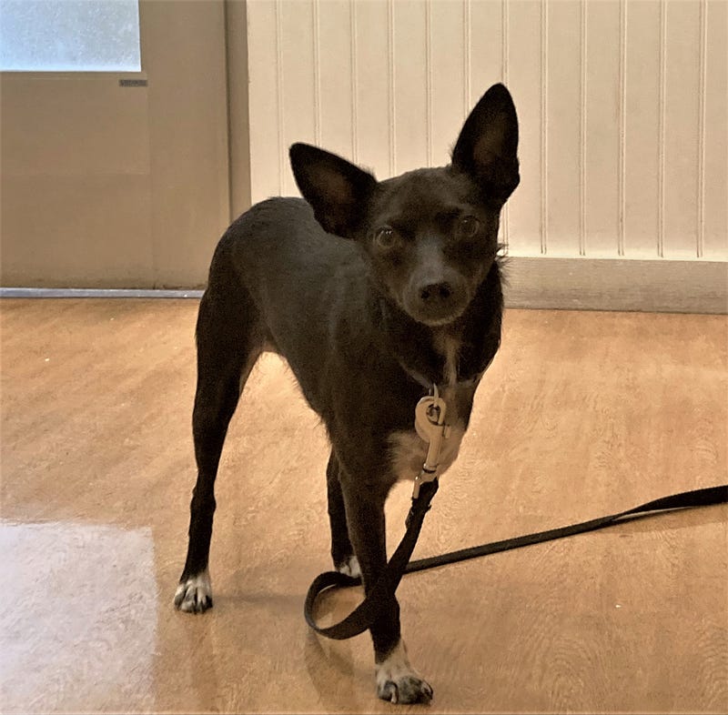 adopt dog