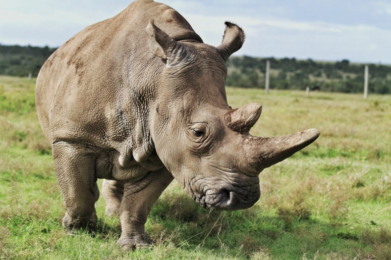 Rhino