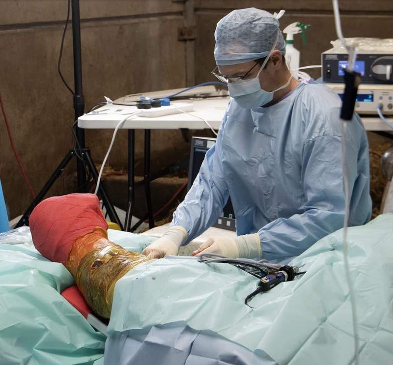Rhino operation for broken leg – Photo released by: Knowsley Safari in Merseyside, England