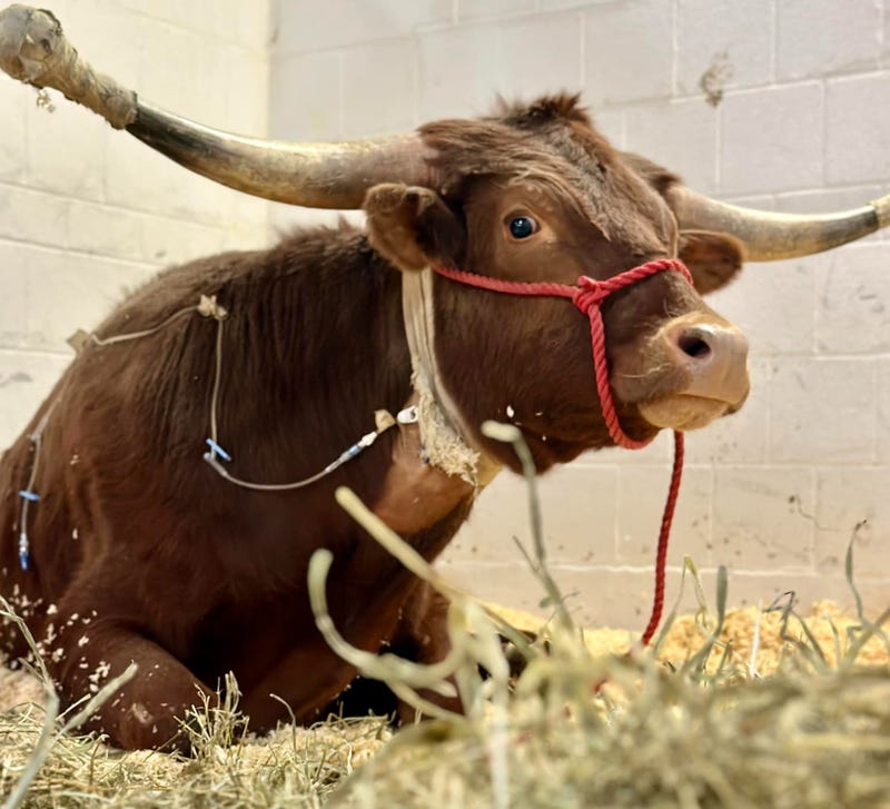 Ricardo the Bull at Cornell Large Animal Hospital, where he has been receiving treatment for an infection.