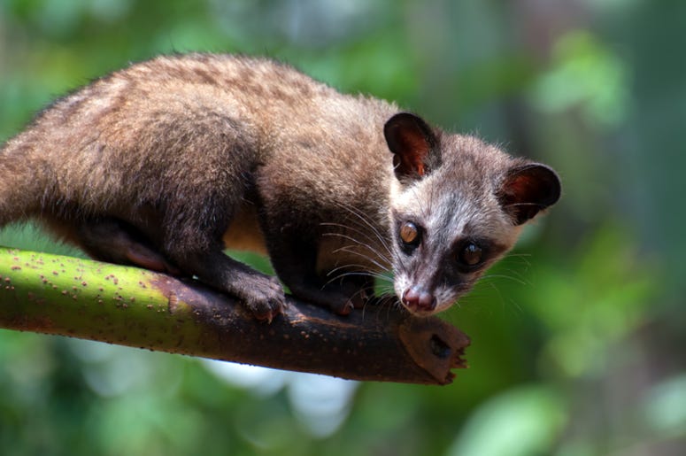 Ringtail