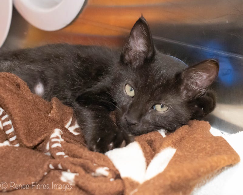 cat adoption