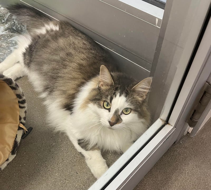 "River" the cat at the SPCA Serving Erie County