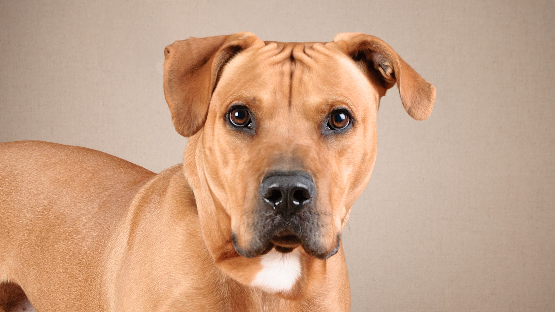 This lovable pup believes he is the perfect size for a lab dog