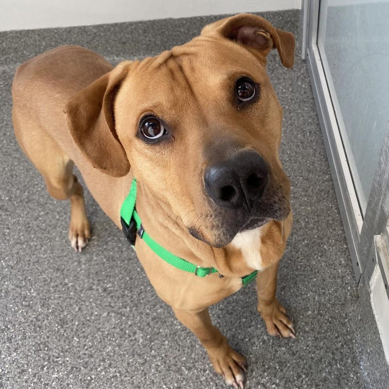 dog adoption