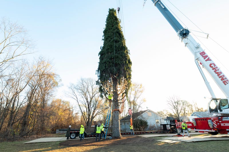 The 82-foot-tall Norway Spruce was felled at in Queensbury, New York, on Thursday