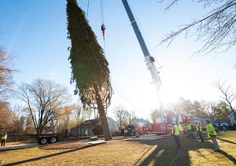 The tree stood in the area for up to 95 years before it was felled Thursday for the journey to New York City