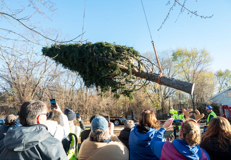 A crowd gathered to watch the tree be removed on Thursday morning in Queensbury, about an hour north of Albany