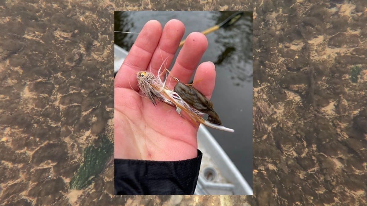 Michigan DNR: invasive 'rock snot' found in Manistee River