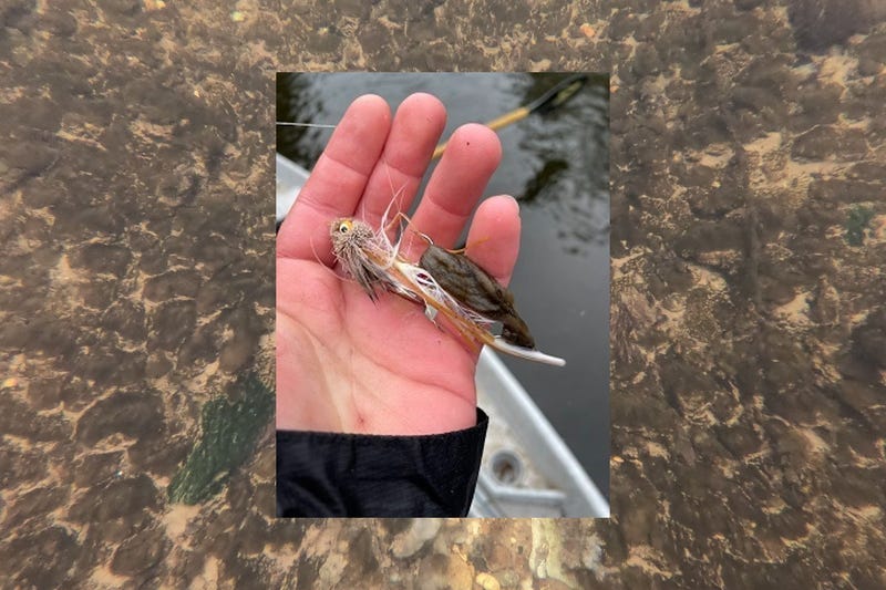 Didymo, also known as "rock snot," found in Manistee River
