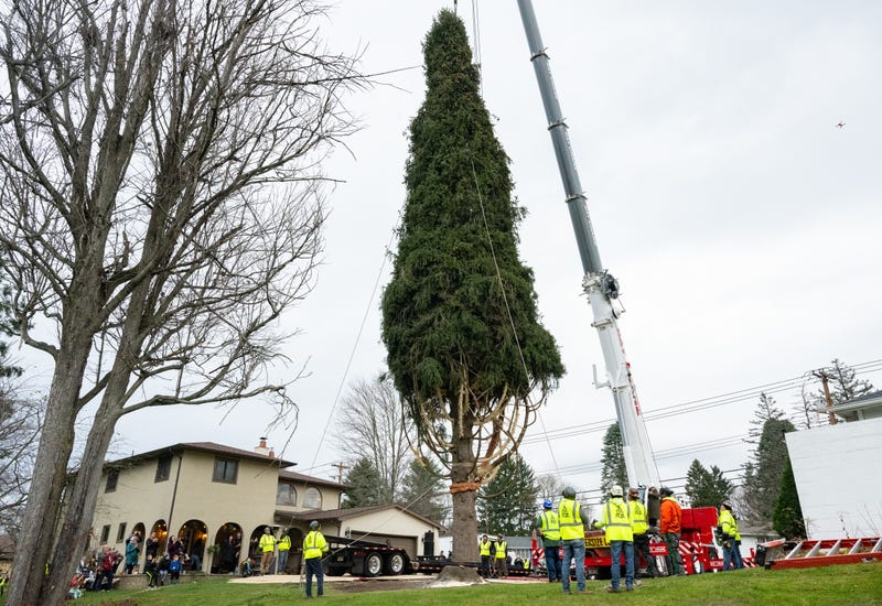 Workers prepare to crane a wrapped 80-foot tall, 12-ton Norway Spruce, that will serve as this year's Rockefeller Center Christmas Tree, onto a flatbed truck, Thursday, Nov. 9, 2023, in Vestal, NY