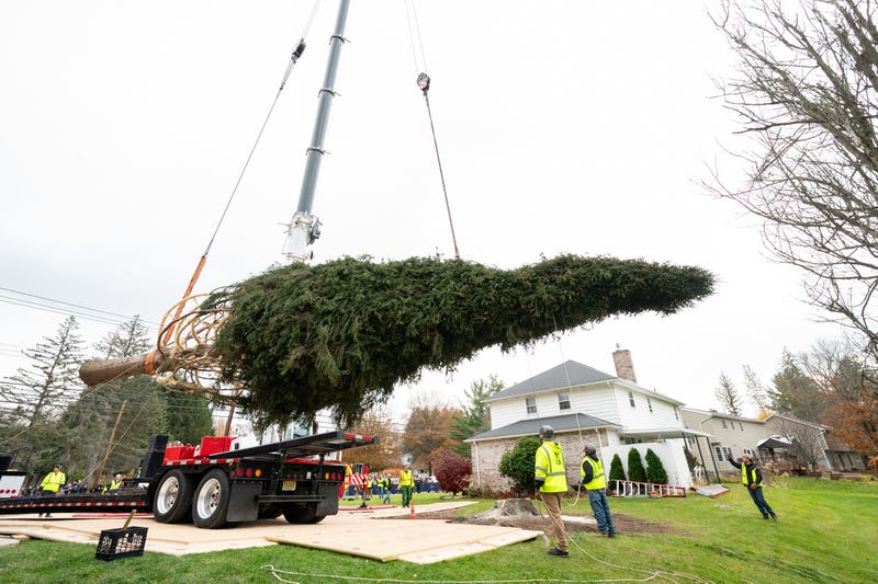 This year's Rockefeller Center Christmas Tree, an 80-foot tall, 12-ton Norway Spruce, that has been wrapped for transport, is craned onto a flatbed truck, Thursday, Nov. 9, 2023, in Vestal, NY