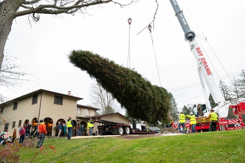 This year's Rockefeller Center Christmas Tree, an 80-foot tall, 12-ton Norway Spruce, that has been wrapped for transport, rests on a flatbed truck, Thursday, Nov. 9, 2023, in Vestal, NY