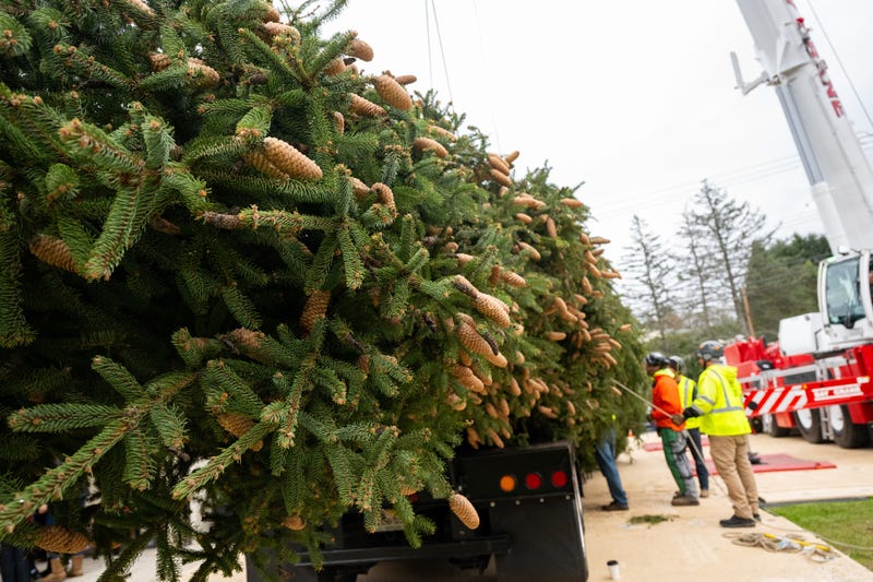 The wrapped 80-foot tall, 12-ton Norway Spruce, will serve as this year’s Rockefeller Center Christmas Tree, Thursday, Nov. 9, 2023, in Vestal, NY