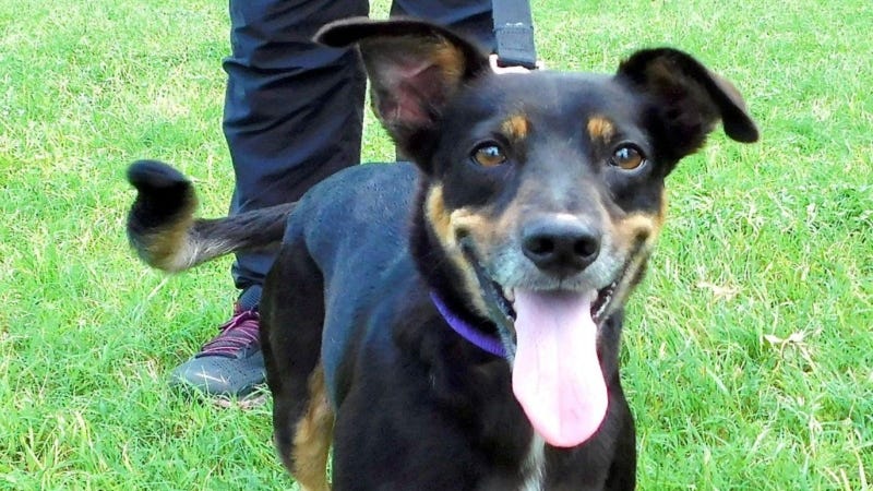 Rolo @ Austin Humane Society 11/30/22