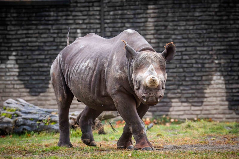 The Buffalo Zoo gets a new rhino