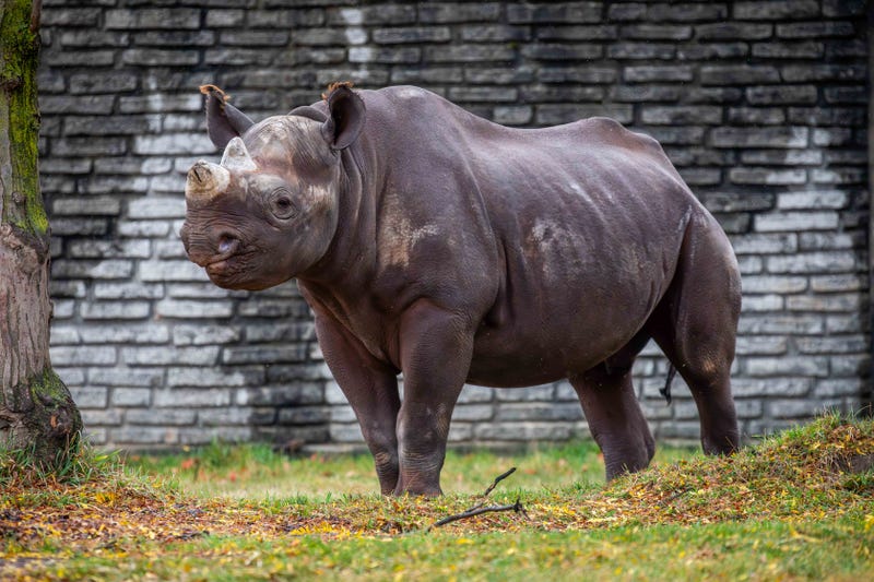New rhino, Romeo arrives at Buffalo Zoo