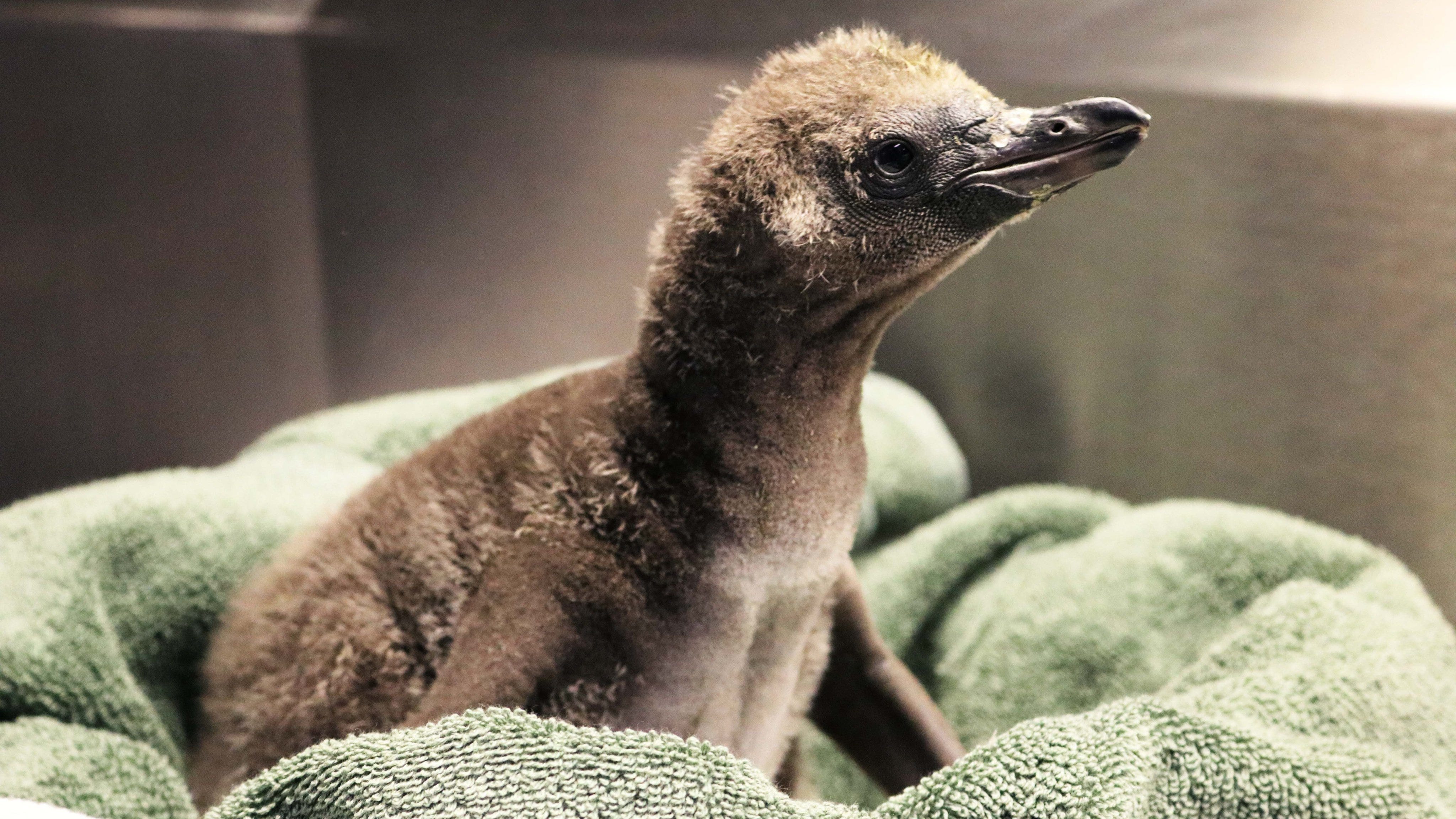 Same-sex penguin couple welcomes a chick