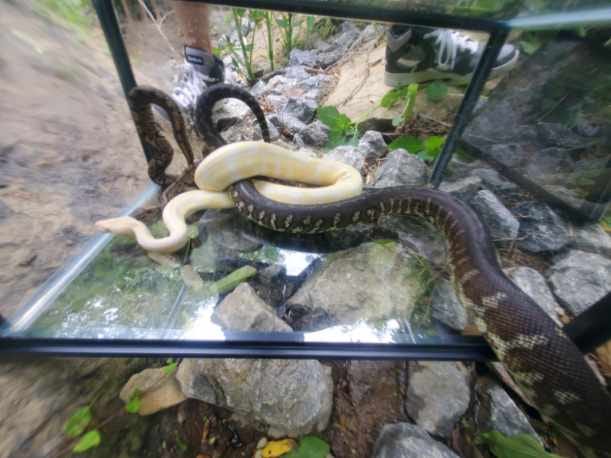 Snakes loose in Ross Township