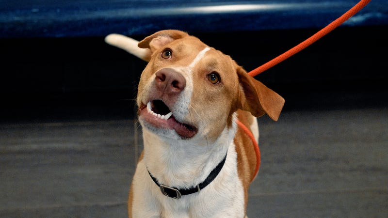 SPCA of Texas