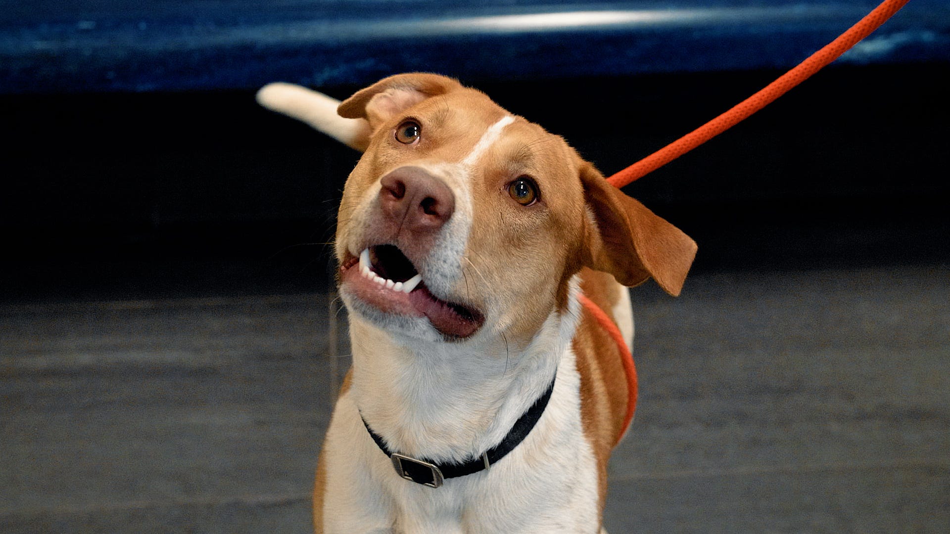 Adoptable Pet Pals: Meet Rowan!