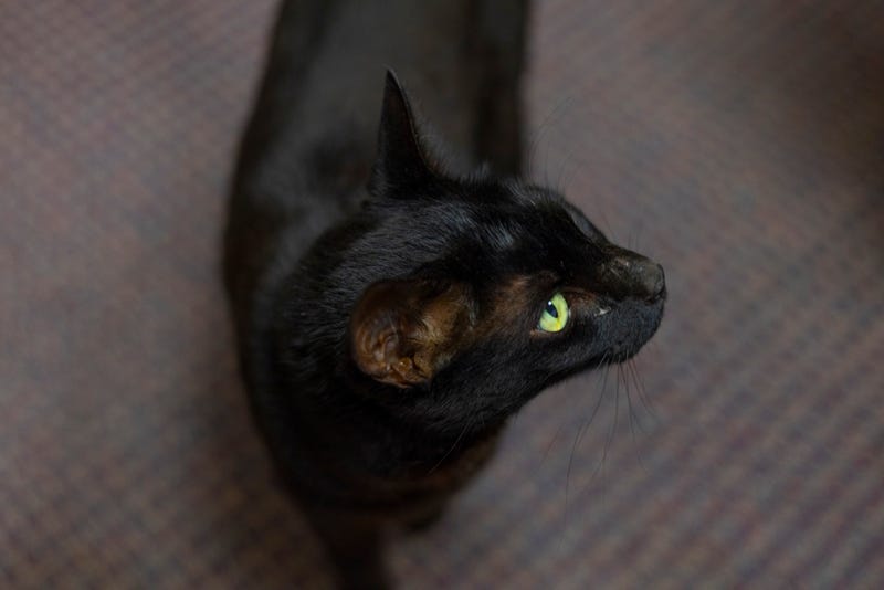 Rowdy the cat - Boston Logan International Airport