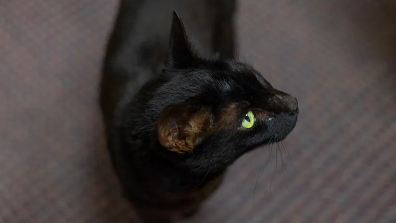 Meet Rowdy: Cat captured after three weeks on the loose at airport