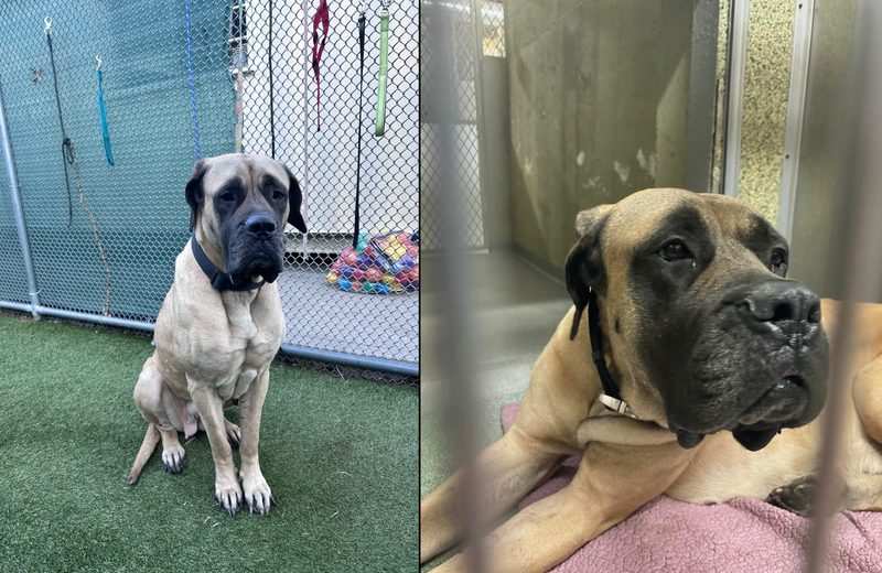 Roxi the dog was found tied to a light pole along the Southern State Parkway in Uniondale on Monday morning, state police said