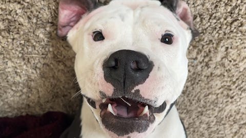 This sweet girl would love to be your running buddy