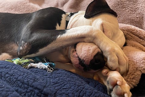 dog adoption