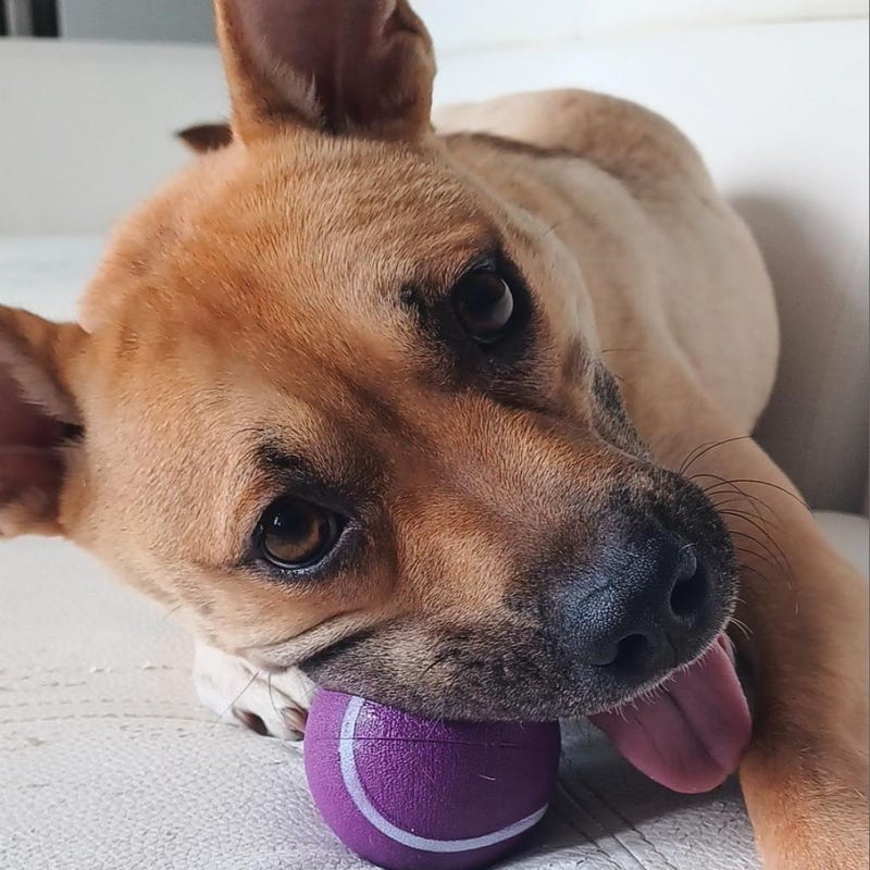 dog adoption