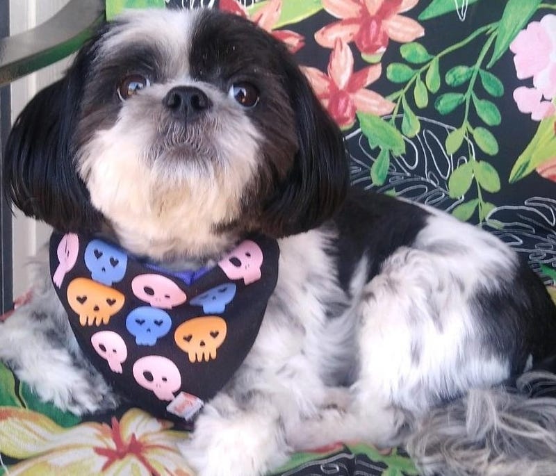 Rudy Roo Rockin' the bandana 2023!