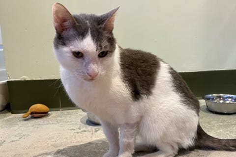 cat adoption