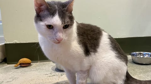 This sweet senior cat is looking for a home to live out his golden years