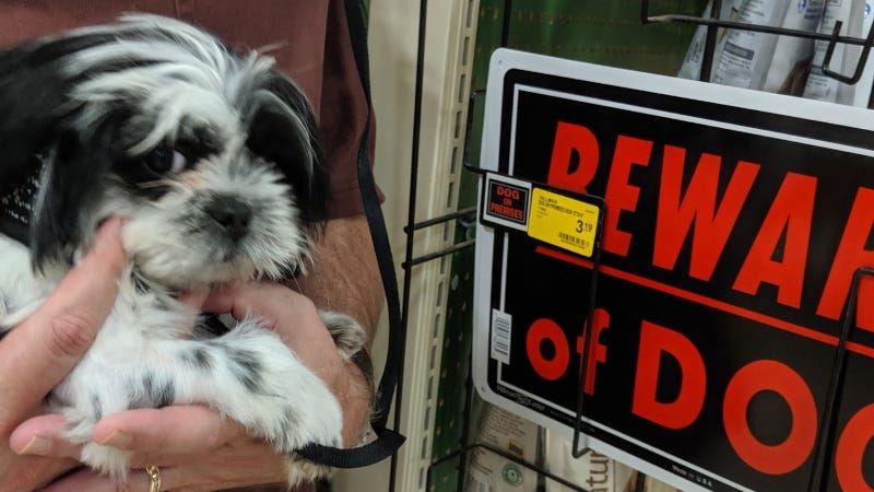 Rudy Roo Puppy Beware  HR Photo