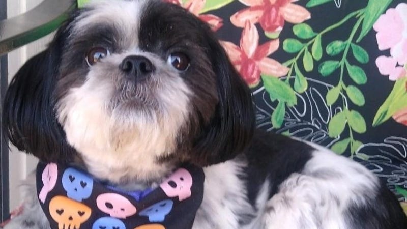Rudy Roo Shih Tzy 1/10/23  / HR