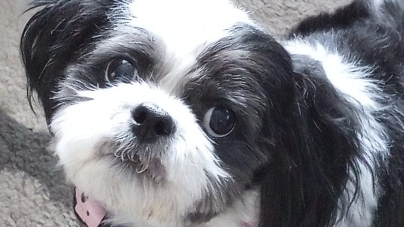 Shout Out from Rudy Roo!