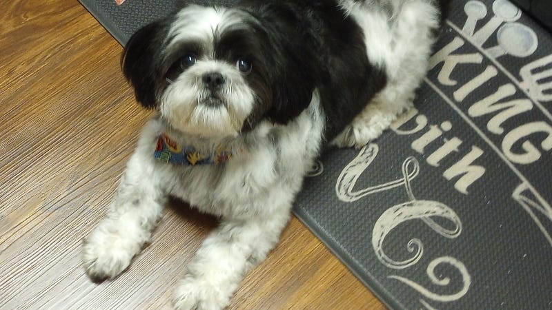Rudy Roo SW ATX February 2023 / HR