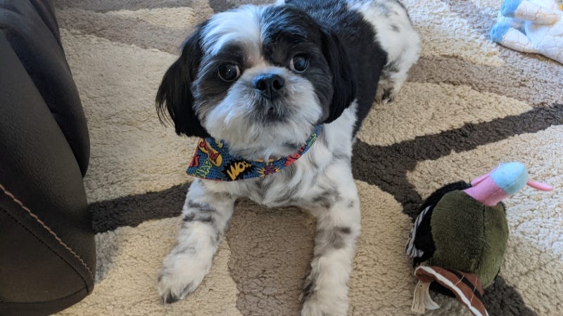 https://www.petsagogo.com/heres-how-to-safely-celebrate-thanksgiving-with-your-pup/