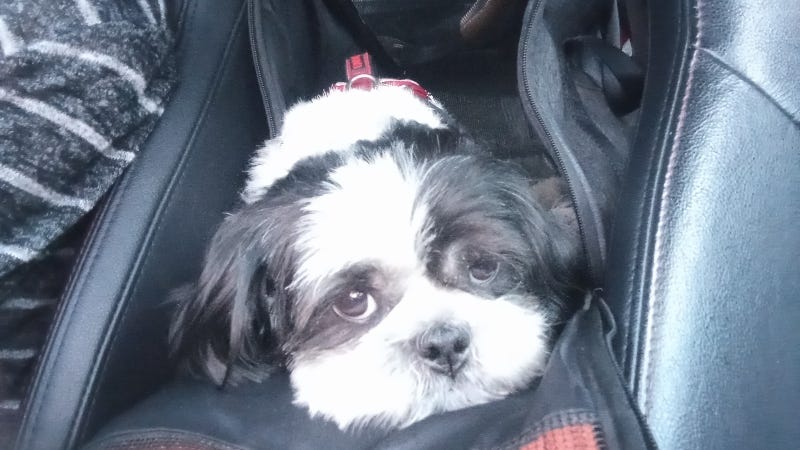 Rudy Roo ridin' and Chillin' / HR