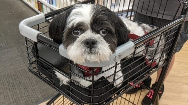 Rudy Roo shopping / Heather Rivera 