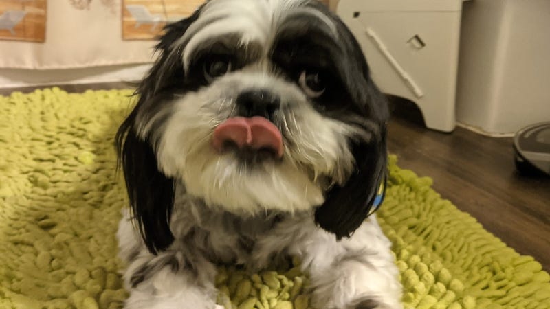 Rudy Roo Tongue out approved